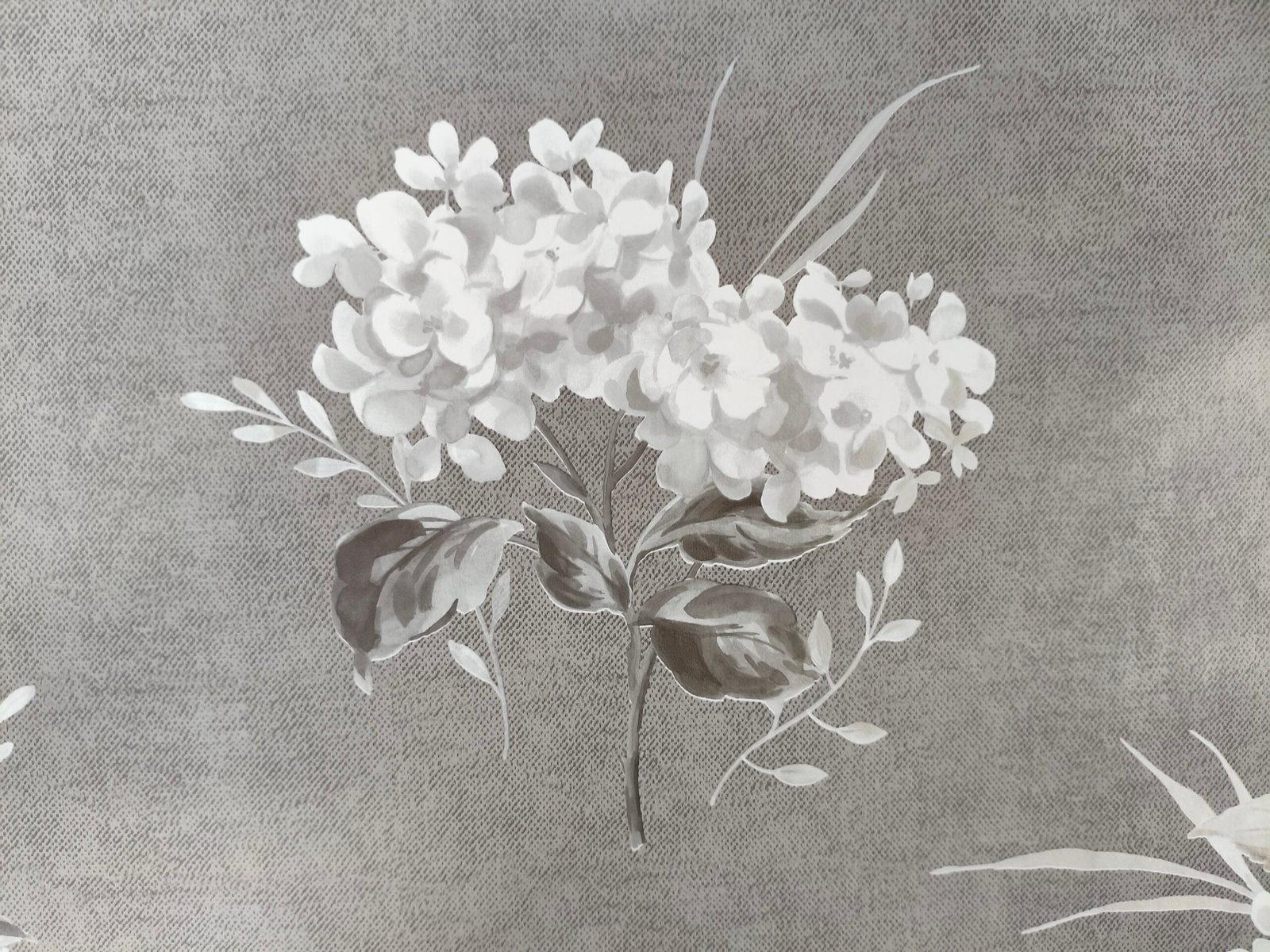 Hortènsia - Imatge 2